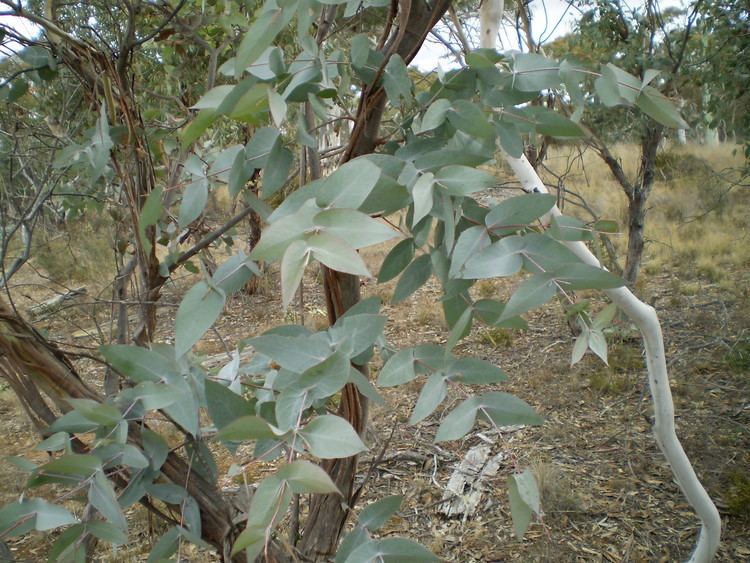 Eucalyptus dives Eucalyptus dives Schauer Checklist View
