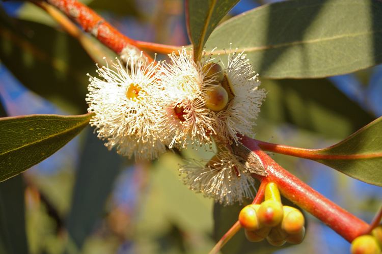 Eucalyptus dives Eucalyptus dives Schauer Checklist View