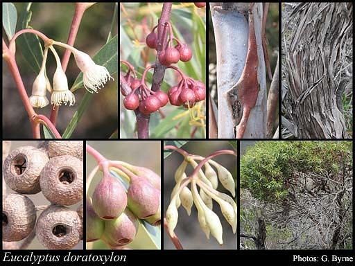 Eucalyptus doratoxylon httpsflorabasedpawwagovausciencetimage56