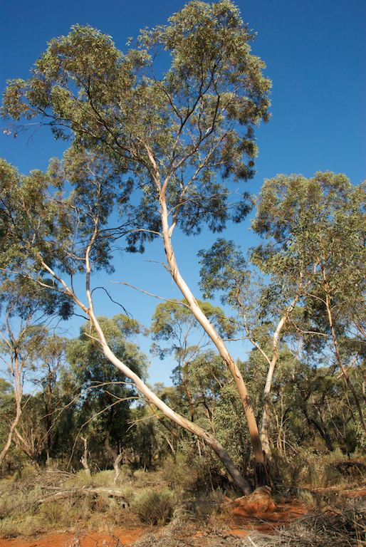 Eucalyptus dumosa Eucalyptus dumosa Myrtaceae image 44080 at PlantSystematicsorg