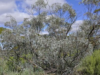 Eucalyptus dumosa Factsheet Eucalyptus dumosa