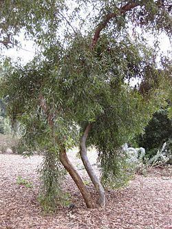 Eucalyptus dundasii httpsuploadwikimediaorgwikipediacommonsthu