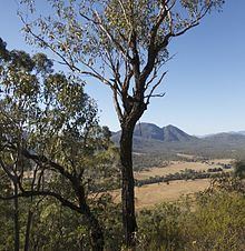 Eucalyptus dura httpsuploadwikimediaorgwikipediacommonsthu