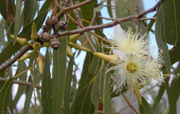 Eucalyptus Eucalyptus Wikipedia