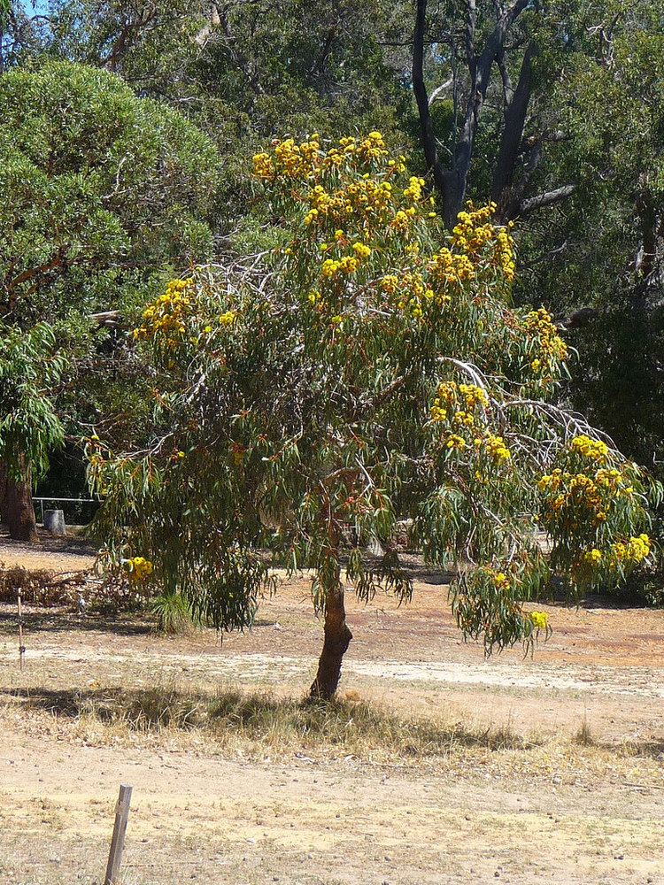 Eucalyptus erythrocorys Eucalyptus Erythrocorys Eucalyptus erythrocorys anpsaorg Flickr