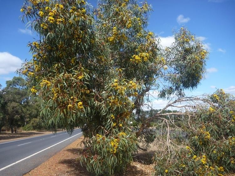 Eucalyptus erythrocorys Eucalyptus erythrocorys Illyarrie Gardening With Angus