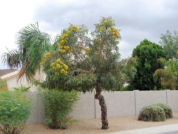 Eucalyptus erythrocorys Red Cap Gum Eucalyptus Tree Eucalyptus erythrocorys Xeriscape