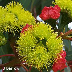 Eucalyptus erythrocorys Eucalyptus erythrocorys