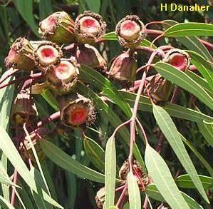 Eucalyptus erythrocorys Eucalyptus erythrocorys