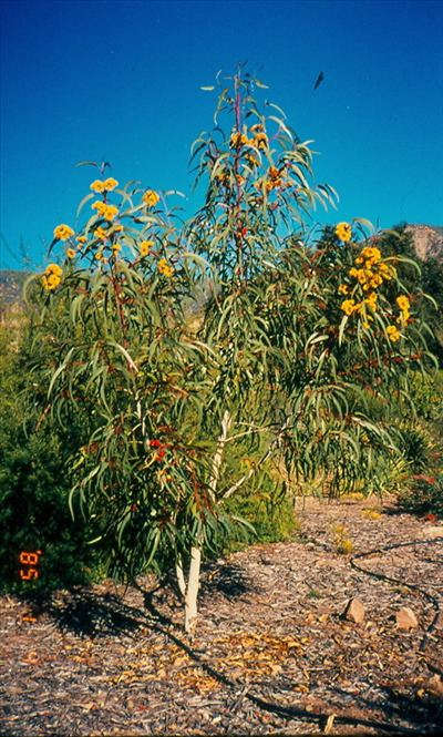 Eucalyptus erythrocorys Eucalyptus erythrocorys Australian Native Plants Plants