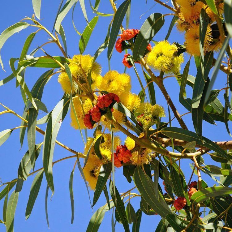 Eucalyptus erythrocorys Australian Seed EUCALYPTUS erythrocorys