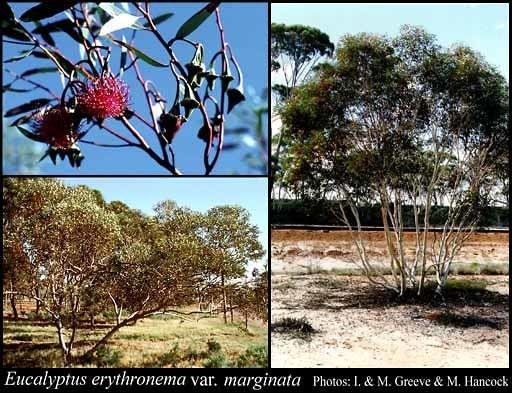 Eucalyptus erythronema Eucalyptus erythronema var marginata Benth Domin FloraBase