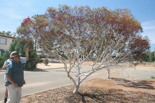 Eucalyptus erythronema WHITE MALLEE GUM RED FLOWERED FORM Eucalyptus erythronema 100