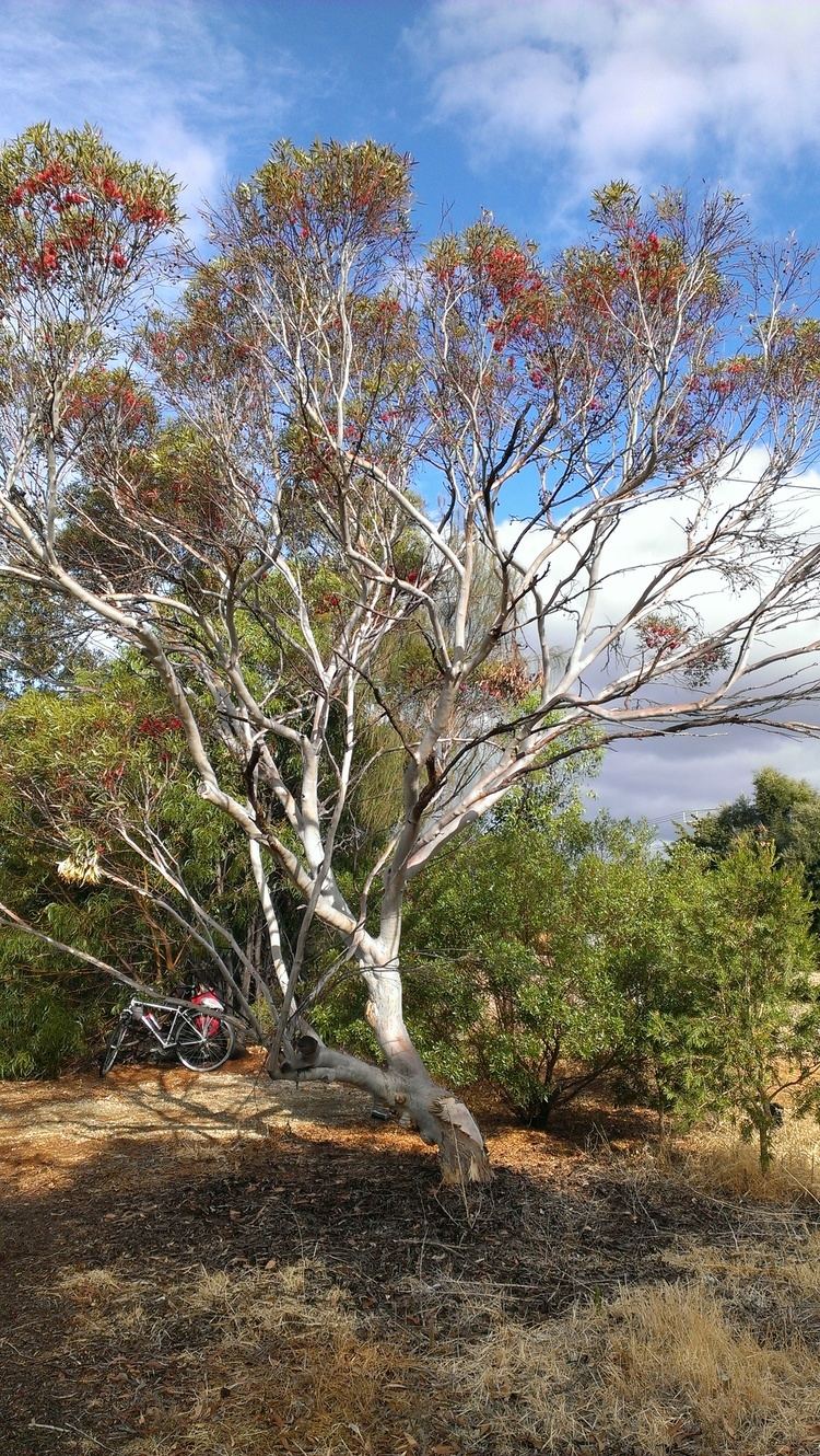 Eucalyptus erythronema Eucalyptus Erythronema var Erythronema Local amp Bespoke