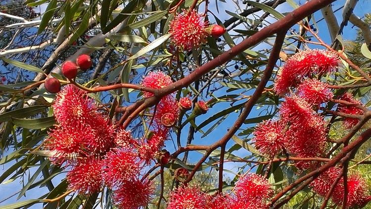 Eucalyptus erythronema Eucalyptus Erythronema var Erythronema Local amp Bespoke