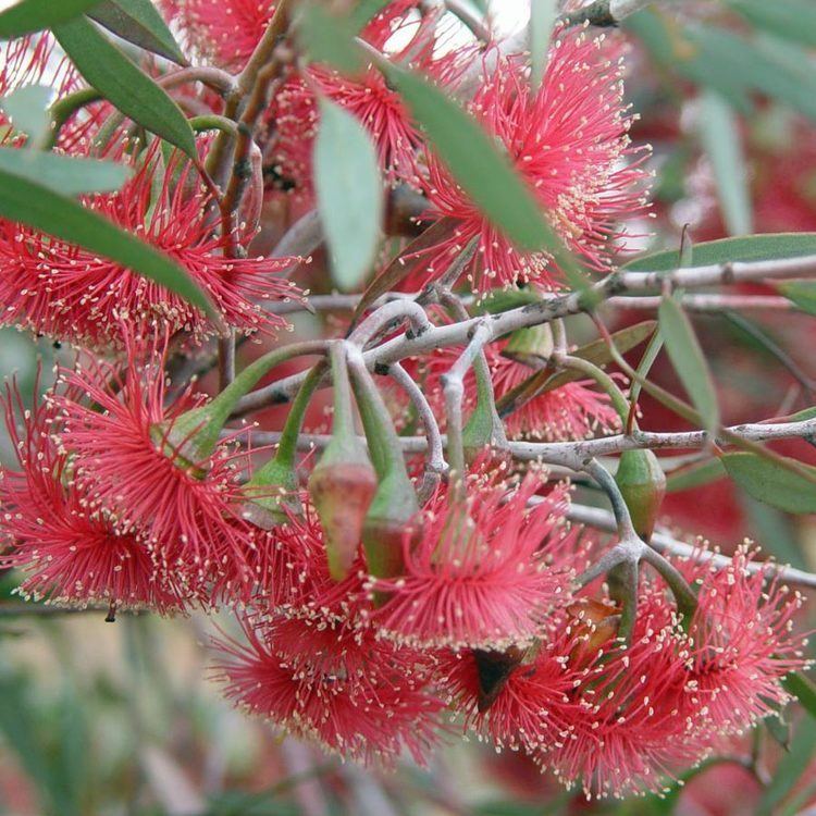 Eucalyptus erythronema Australian Seed EUCALYPTUS erythronema