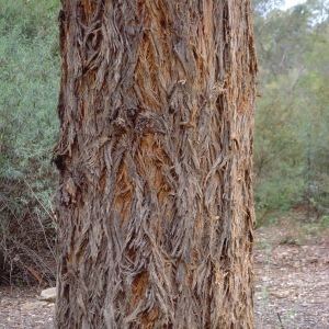 Eucalyptus eugenioides Photographs of Australian Native Plants Trees Australian Eucalypts