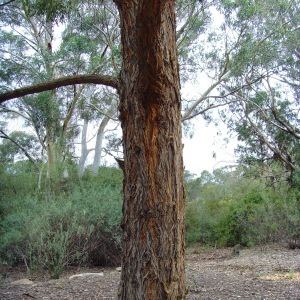 Eucalyptus eugenioides Photographs of Australian Native Plants Trees Australian Eucalypts