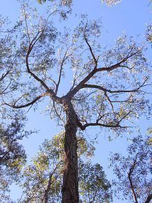 Eucalyptus eugenioides httpsuploadwikimediaorgwikipediacommonsthu