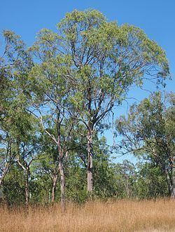 Eucalyptus exserta httpsuploadwikimediaorgwikipediacommonsthu