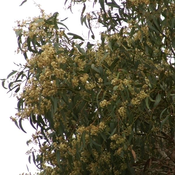 Eucalyptus fasciculosa Eucalyptus fasciculosa
