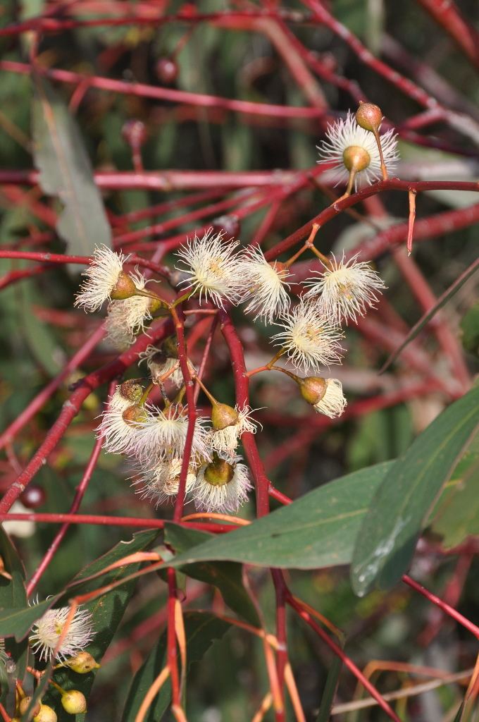 Eucalyptus fasciculosa COP Eucalyptus fasciculosa ad Fruits and flowers of the Pi Flickr