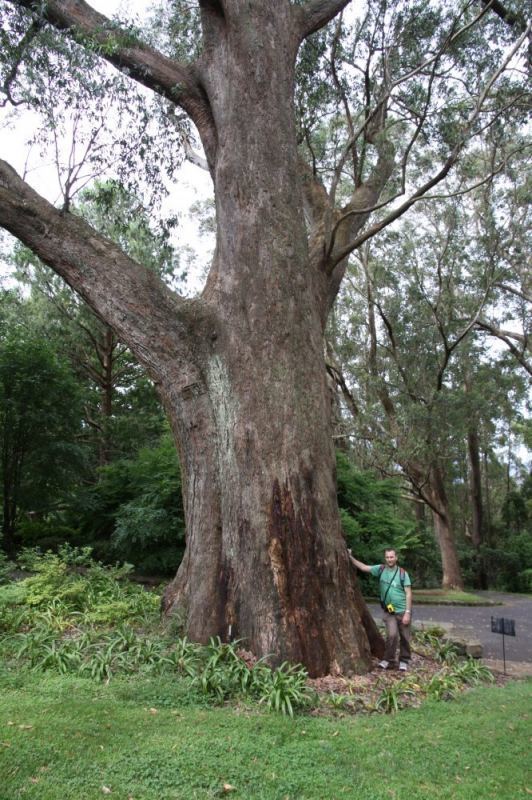 Eucalyptus fastigata Tree Register National Register of Big Trees