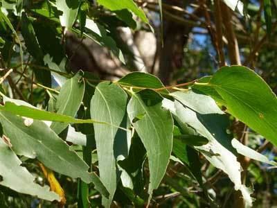 Eucalyptus fastigata Eucalyptus fastigata New Zealand Plant Conservation Network