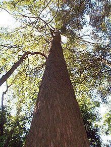 Eucalyptus fastigata httpsuploadwikimediaorgwikipediacommonsthu