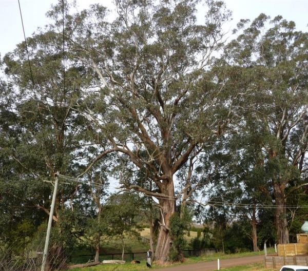 Eucalyptus fastigata Tree Register National Register of Big Trees