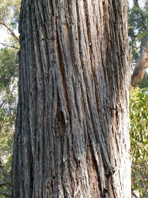 Eucalyptus fastigata Eucalyptus fastigata Mallacoota Saltwater Ck Croajing Flickr