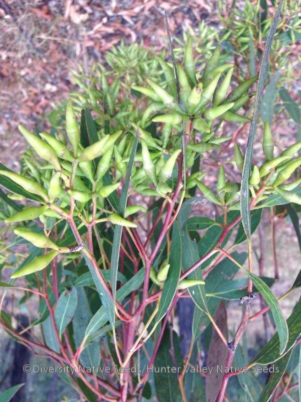Eucalyptus fibrosa Eucalyptus fibrosa broadleaved ironbark Diversity Native Seeds
