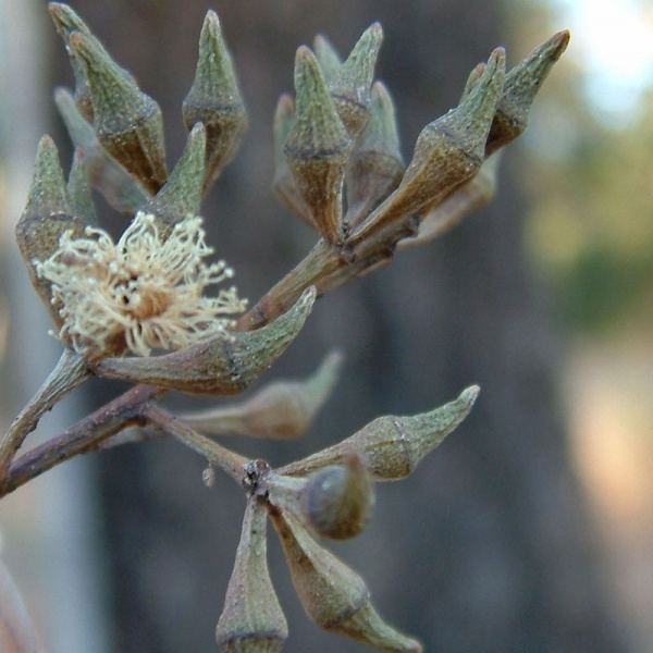 Eucalyptus fibrosa Eucalyptus fibrosa subsp fibrosa Noosa39s Native Plants