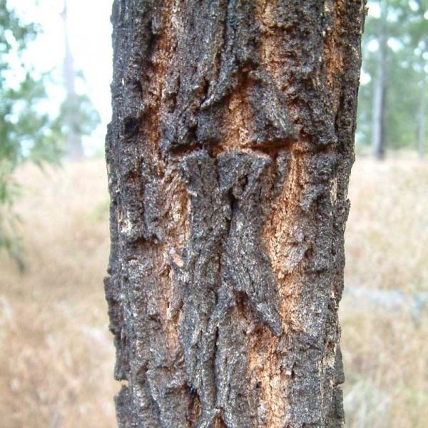 Eucalyptus fibrosa Eucalyptus fibrosa subsp fibrosa Noosa39s Native Plants