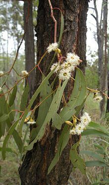 Eucalyptus fibrosa httpsuploadwikimediaorgwikipediacommonsthu