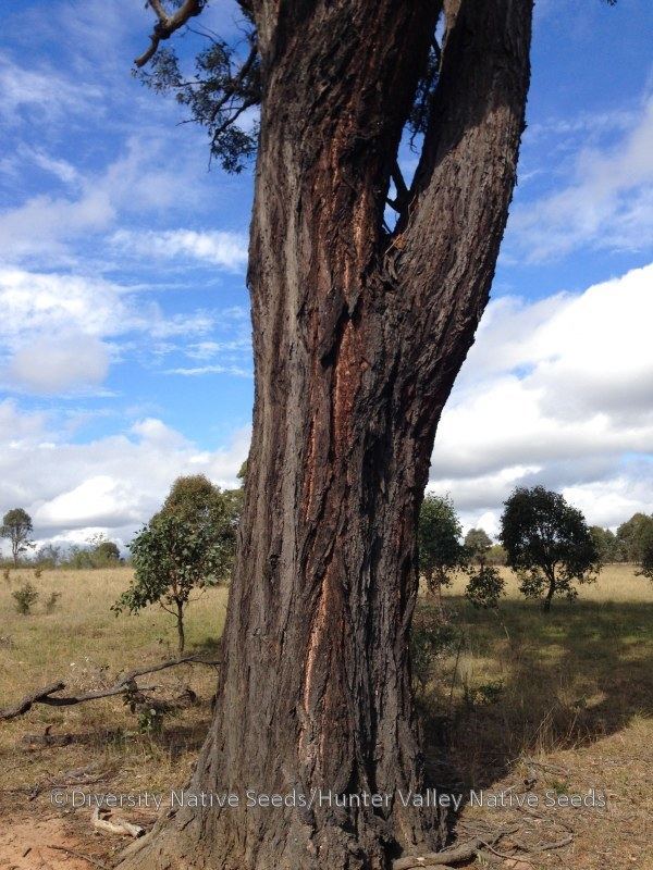 Eucalyptus fibrosa Eucalyptus fibrosa broadleaved ironbark Diversity Native Seeds