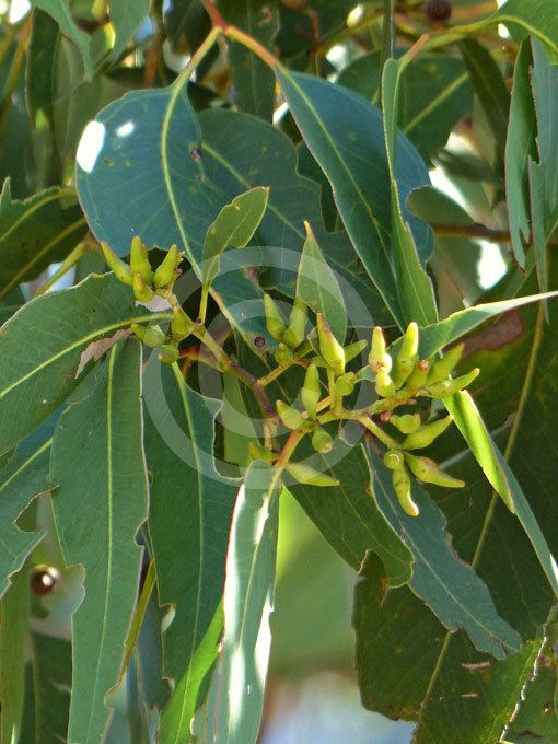 Eucalyptus fibrosa Eucalyptus fibrosa Broad Leaf Red Ironbark information amp photos