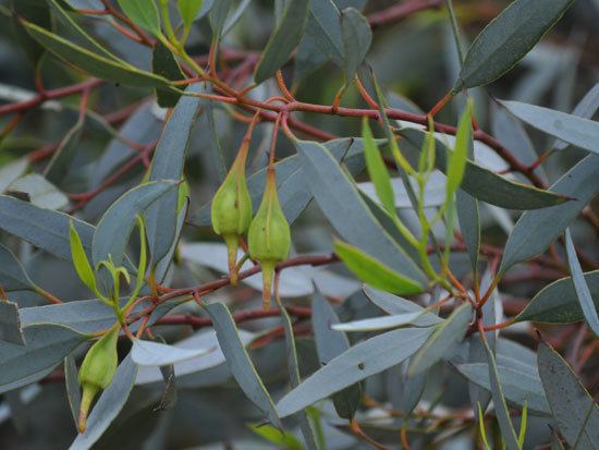Eucalyptus forrestiana UFEI SelecTree A Tree Selection Guide