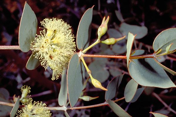 Eucalyptus gillii 980331jpg