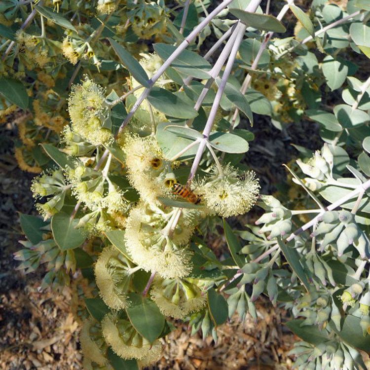Eucalyptus gillii Australian Seed EUCALYPTUS gillii