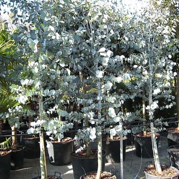 Eucalyptus glaucescens Eucalyptus glaucescens