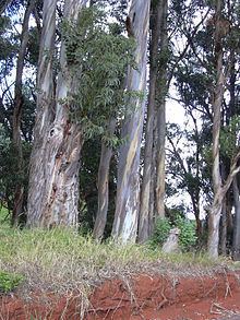 Eucalyptus globulus httpsuploadwikimediaorgwikipediacommonsthu