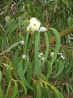 Eucalyptus globulus Eucalyptus globulus Wikiwand