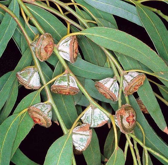 Eucalyptus globulus Dr Giuseppe MAZZA Journalist Scientific photographer gt Eucalyptus