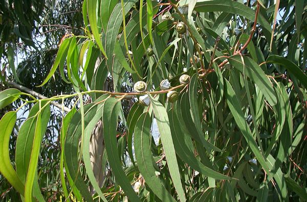 Eucalyptus globulus About Eucalyptus globulus and 18 cineole Aromatic Studies