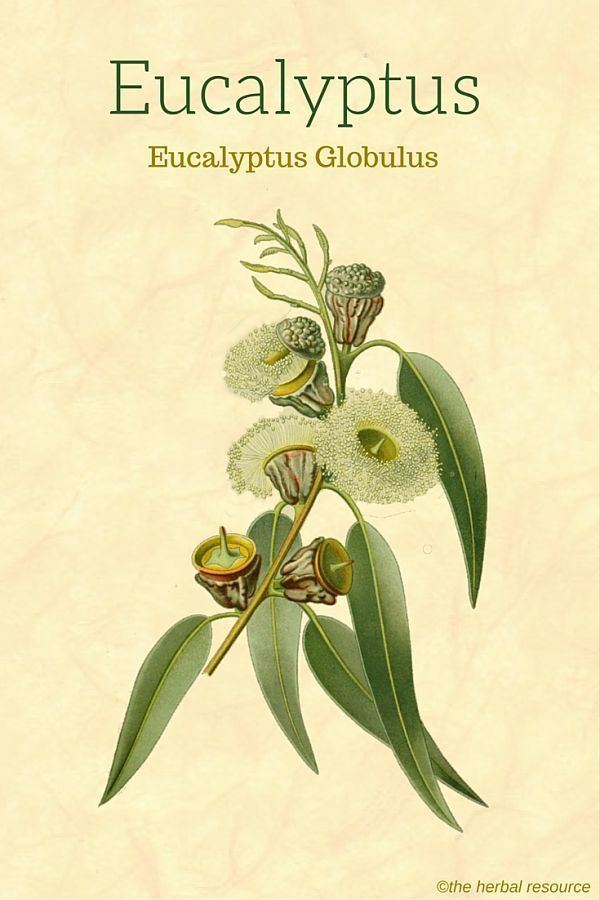 Eucalyptus globulus Eucalyptus Globulus Uses Health Benefits and Side Effects