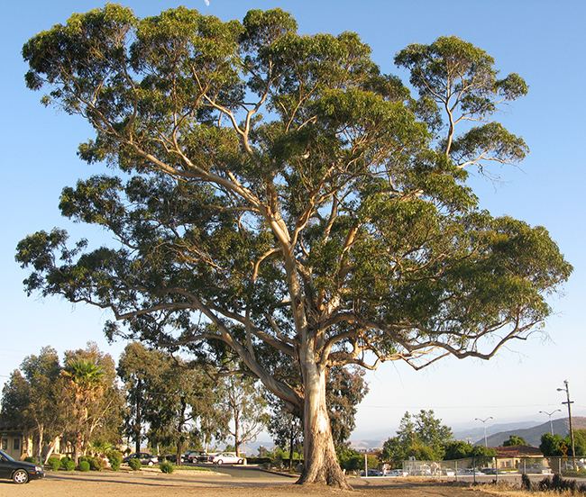 Eucalyptus globulus UFEI SelecTree A Tree Selection Guide