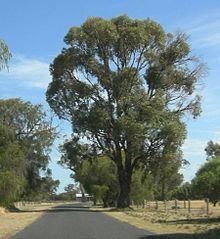 Eucalyptus gomphocephala httpsuploadwikimediaorgwikipediacommonsthu