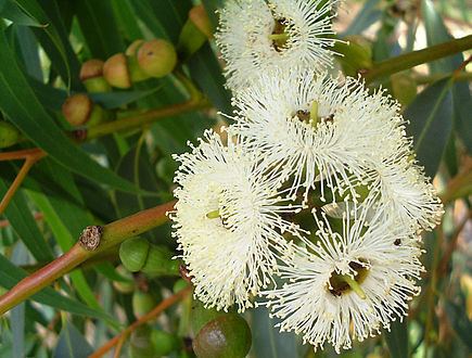 Eucalyptus gomphocephala Eucalyptus gomphocephala Wikipedia