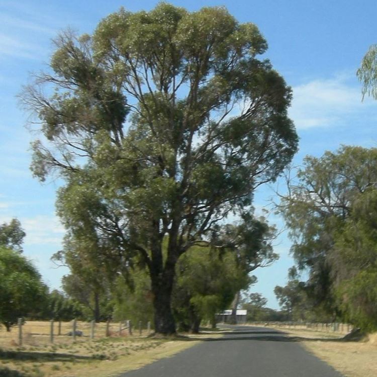 Eucalyptus gomphocephala Australian Seed EUCALYPTUS gomphocephala